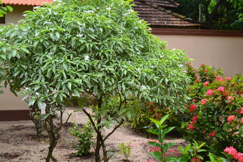منتجع ثارافاد هيريتدج Alappuzha المظهر الخارجي الصورة